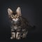 Tortie marbled Maine Coon kitten on black