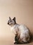 TORTIE POINT SIAMESE DOMESTIC CAT, ADULT SITTING