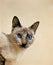 Tortie Point Siamese Domestic Cat, Portrait of Adult wiht Blue Eyes