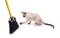Tortie point Siamese kitten swatting at a broom