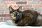 Tortie tabby cat in bed by brick wall