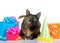 Tortie tabby cat with birthday presents on white background
