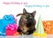 Tortie tabby cat with birthday presents on white background