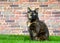 Tortie tabby cat in grass by brick wall