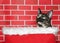 Tortie tabby kitten peaking out of a fur lined basket for Christmas