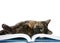 Tortie Tabby laying on a book looking at viewer