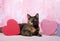 Tortie Tabby with Valentine`s theme`d boxes