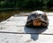 Tortise basking in the sun