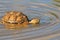 Tortoise Background - African Wildlife Waves