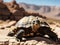 A tortoise basking in the sun on a rocky desert terrain at noon