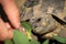 A tortoise biting into a green leaf