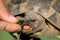 A tortoise biting into a green leaf