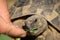 A tortoise biting into a green leaf