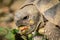 A tortoise biting into a green leaf