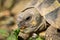 A tortoise biting into a green leaf
