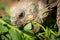 A tortoise biting into a green leaf