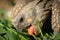 A tortoise biting into a green leaf