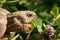 A tortoise biting into a red clover plant