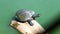 Tortoise in Bolivia, south America.