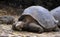 Tortoise at the Charles Darwin Research Station on the island of Santa Cruz - Galapagos Archipelago - Ecuador