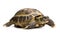 Tortoise closeup isolated on white