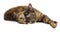 Tortoise-colored cat on a white background