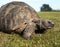 Tortoise crawling along grass