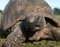 Tortoise crawling along grass