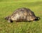 Tortoise crawling along grass