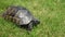 Tortoise crawls on green grass