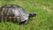 Tortoise crawls on green grass