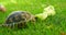 Tortoise eating food in home yard 4k