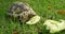 Tortoise eating food in home yard 4k