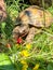 Tortoise eating in the garden