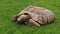 Tortoise Eating In The Grass