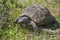 Tortoise eating grass