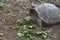 A Tortoise Eating Greens Within The Cerro Colorado Tortoise Reserve, Isla San Cristobal, Ecuador.JPG