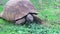 Tortoise eating leaves