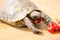 Tortoise eating red pepper