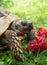 Tortoise eating strawberries