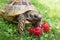 Tortoise eating strawberries