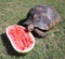 Tortoise eating watermelon