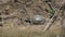 A Tortoise Eats Mossy Freshwater Plants in Turbid Water Swamp Lake