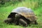 Tortoise feeding (Galapagos islands, Ecuador)