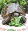 Tortoise feeding on greens for  lunch 