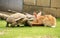 Tortoise and giant rabbit