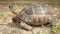 Tortoise. Greek tortoise. close up of tortoise. closeup turtle. tortoise in nature - turtle. reptiles, reptile, animals, animal, p