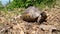 Tortoise. Greek tortoise. close up of tortoise. closeup turtle. tortoise in nature - turtle reptiles, reptile, animals, animal, pe