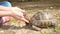 Tortoise. hand caressing a tortoise`s head Greek tortoise close up of tortoise   closeup turtle tortoise in nature - turtle reptil