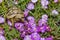 Tortoise hides in the grass among the flowers in spring in Israel